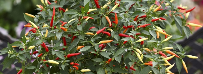 Multi coloured chillies growing on plant